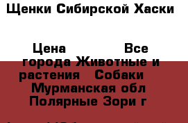 Щенки Сибирской Хаски › Цена ­ 20 000 - Все города Животные и растения » Собаки   . Мурманская обл.,Полярные Зори г.